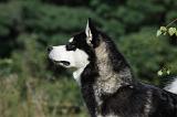 ALASKAN MALAMUTE 386
